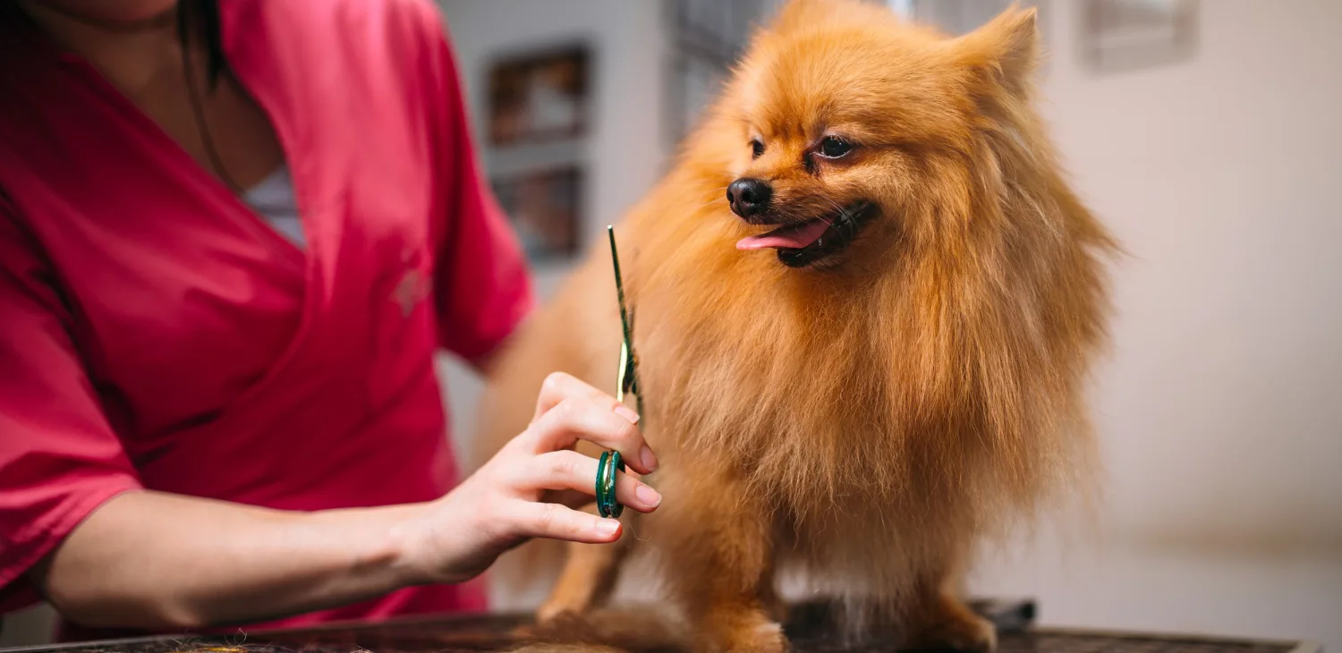 Dog Grrominig Importance