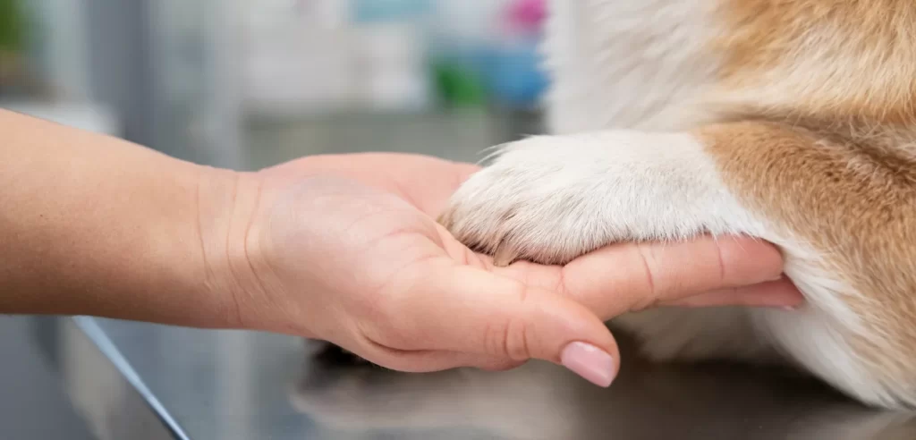 Dog Paw Care