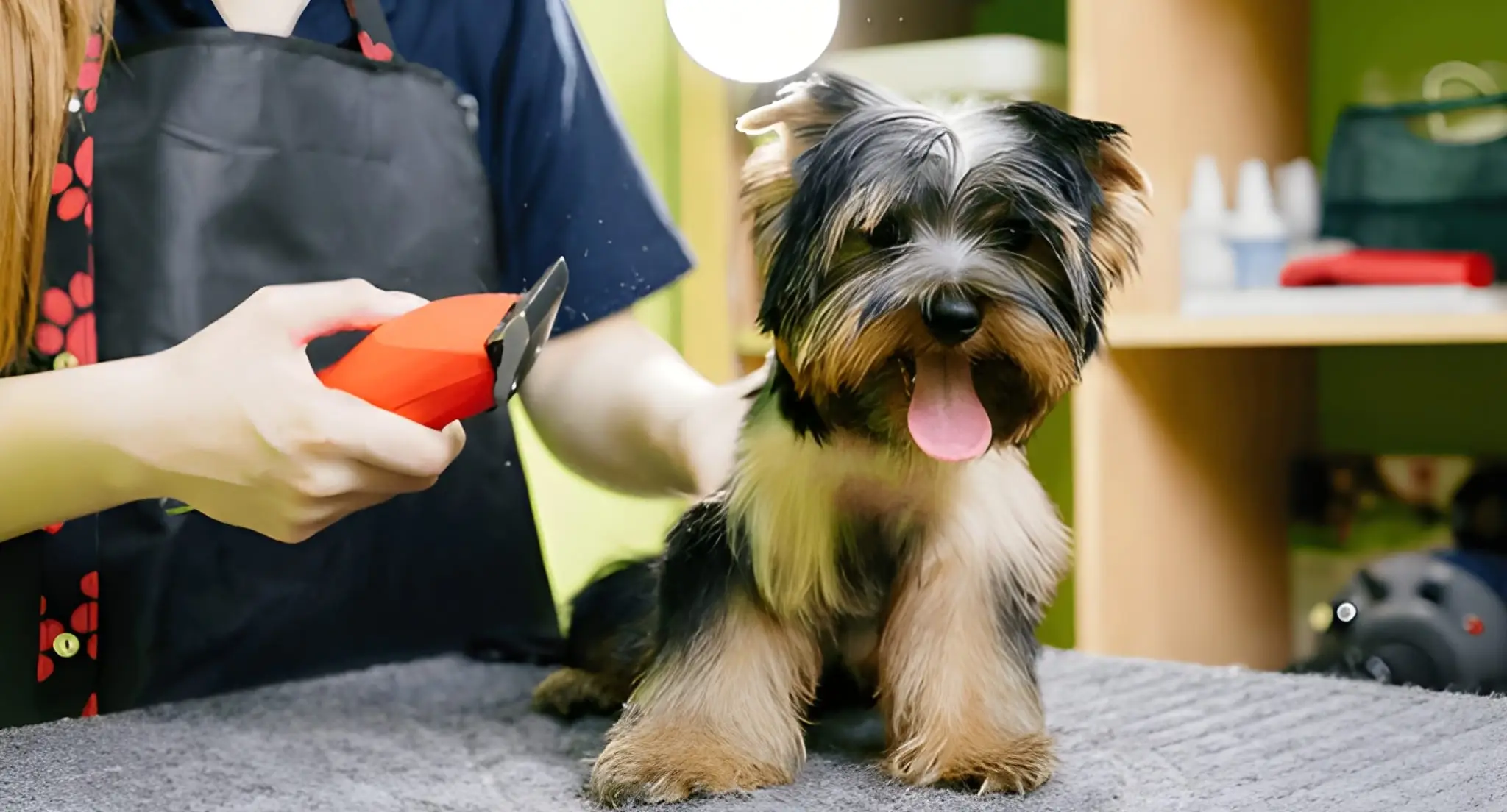 Pet Sitting Franchise vs. Pet Grooming