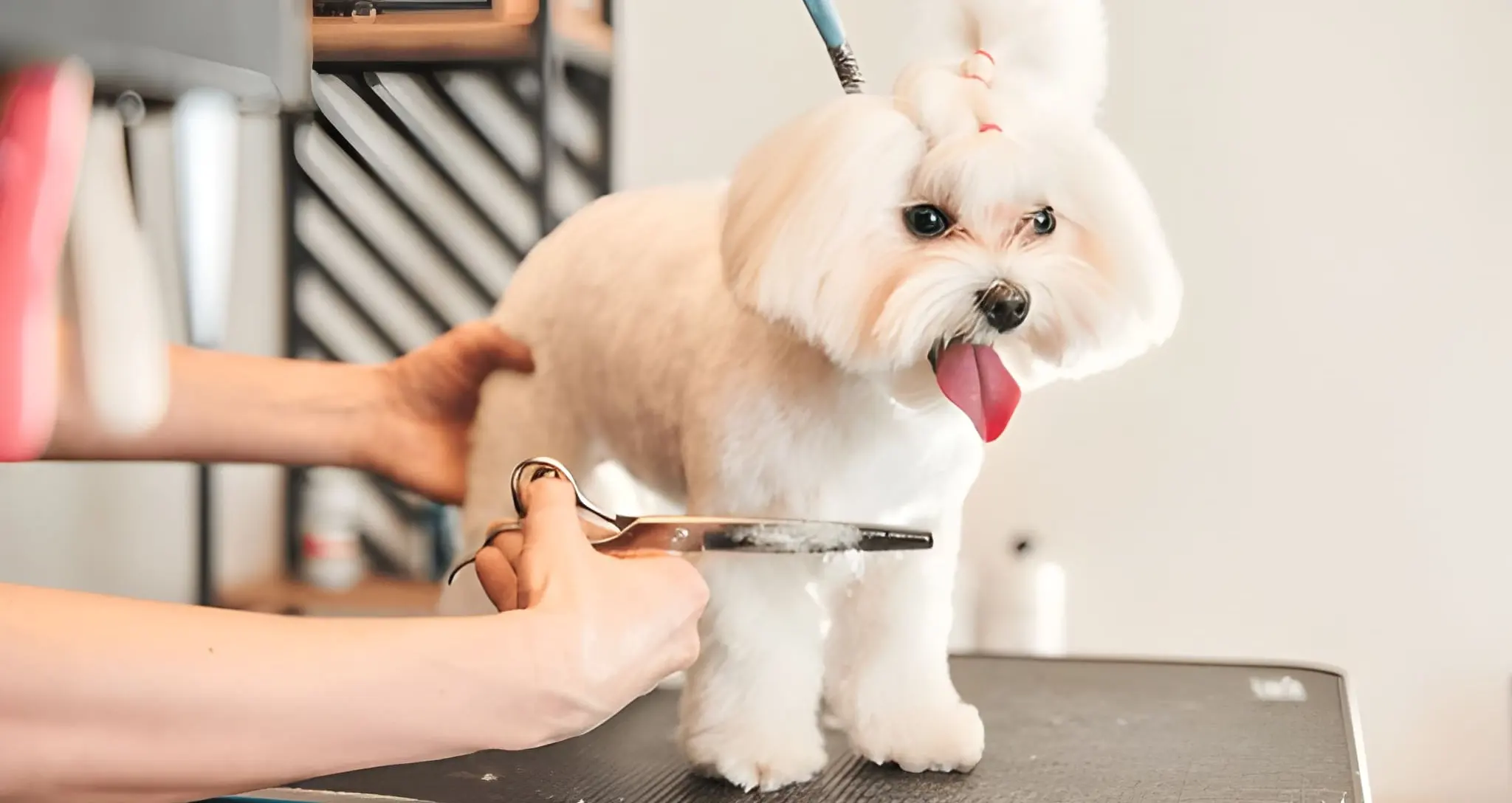 Pet Sitting Franchise