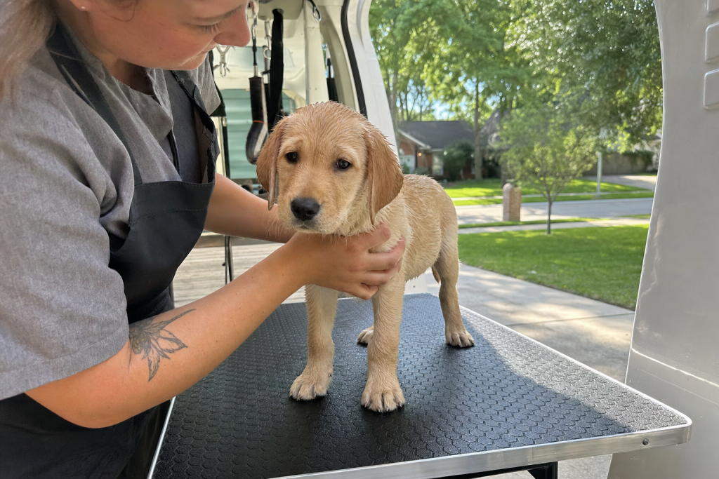 Dog Bath Service: What Your Dog Actually Gets at Home vs. a Mobile Grooming Van